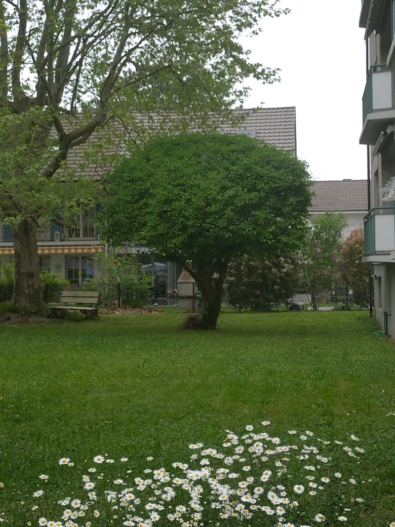 In primo piano fioriscono numerose pratoline su un prato verde. Sfondo con alberi e edifici residenziali.
