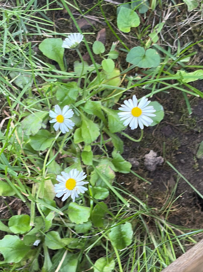 L'immagine mostra diverse margherite con petali bianchi e centro giallo. Crescono in un prato tra erba e foglie verdi.