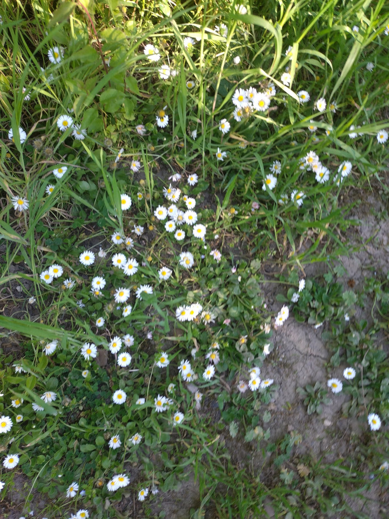 Numerose margherite con petali bianchi e centro giallo fioriscono in un prato tra erba e terra esposta. Lo scatto mostra le piante dall'alto nel loro ambient...