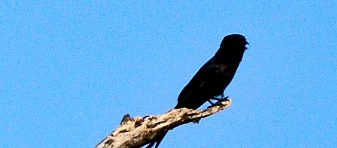 Gabelschwanzdrongo — foto 2 di 2