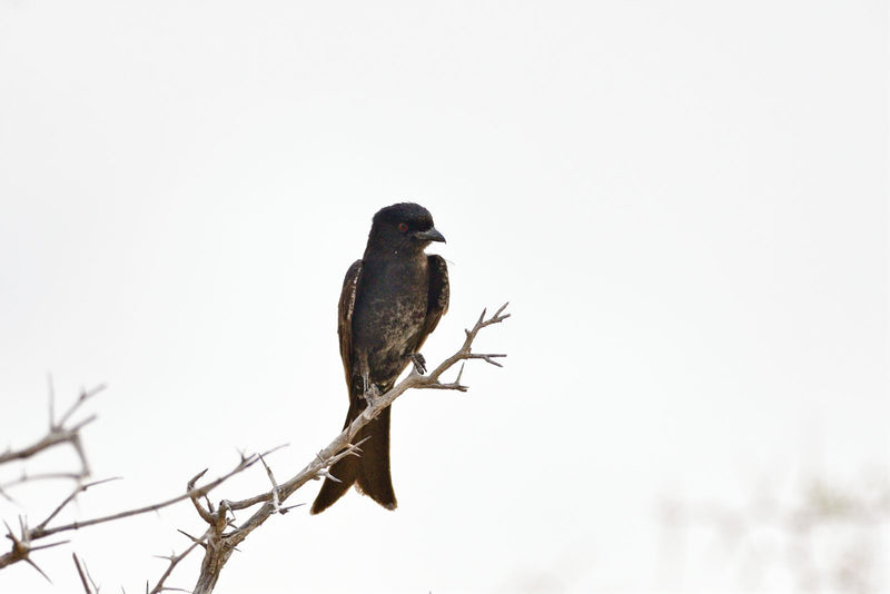 Un drongo codaforcuta è appollaiato su un ramo spinoso e spoglio su uno sfondo chiaro. L'uccello nero guarda di lato con il caratteristico occhio rosso.