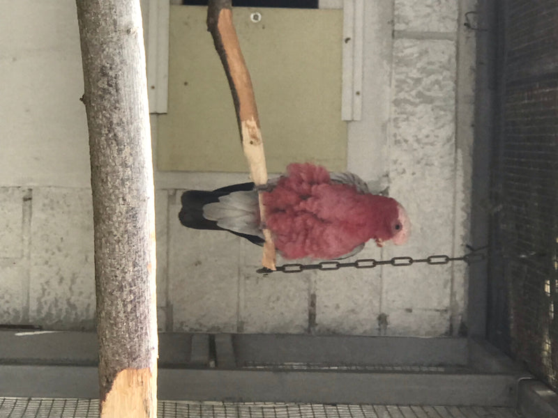 Cacatua di Galah — foto 2 di 10