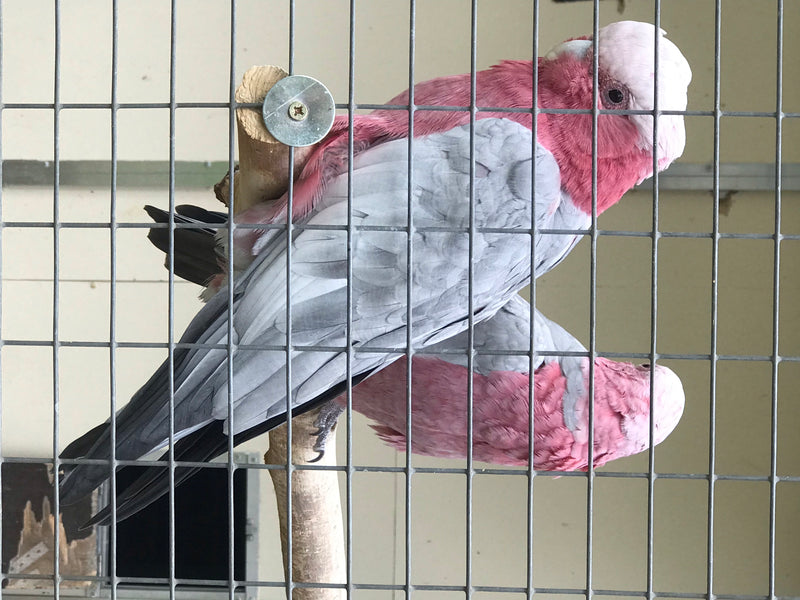 Cacatua di Galah — foto 1 di 10