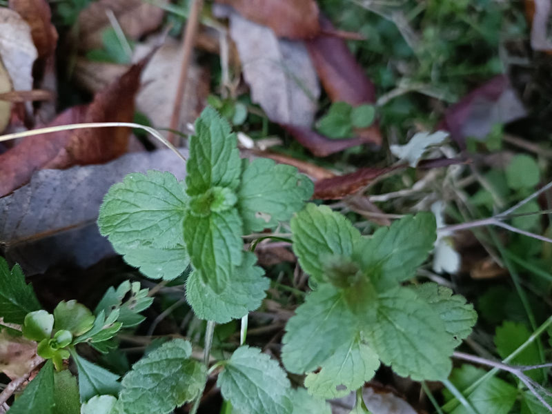 Due germogli di veronica comune con foglie pelose e crenate crescono tra foglie secche ed erba.