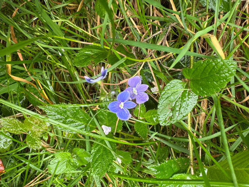 Due fiori blu vivaci di veronica comune con centro bianco crescono tra erba umida e fogliame.