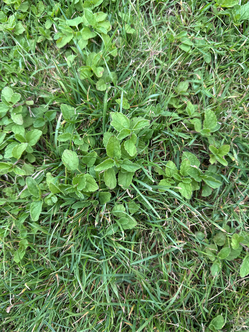 Sono visibili le foglie verdi della veronica maggiore che crescono tra i fili d'erba sul terreno. Le foglie tipicamente dentate sono chiaramente riconoscibili.