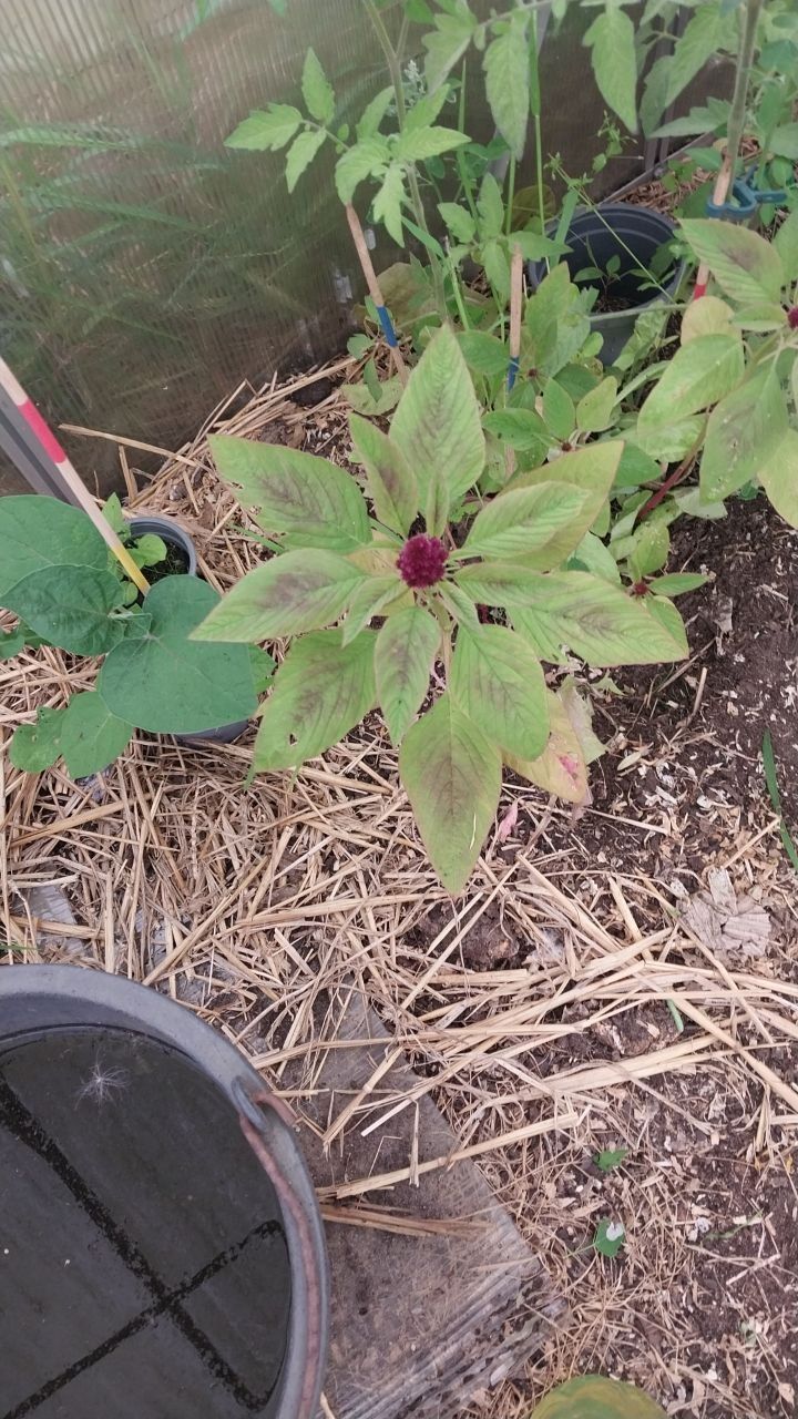 Amaranto da giardino — Bild 1