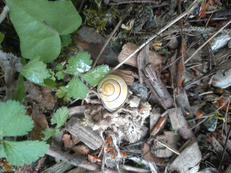 Lumaca a nastro da giardino — Bild 1