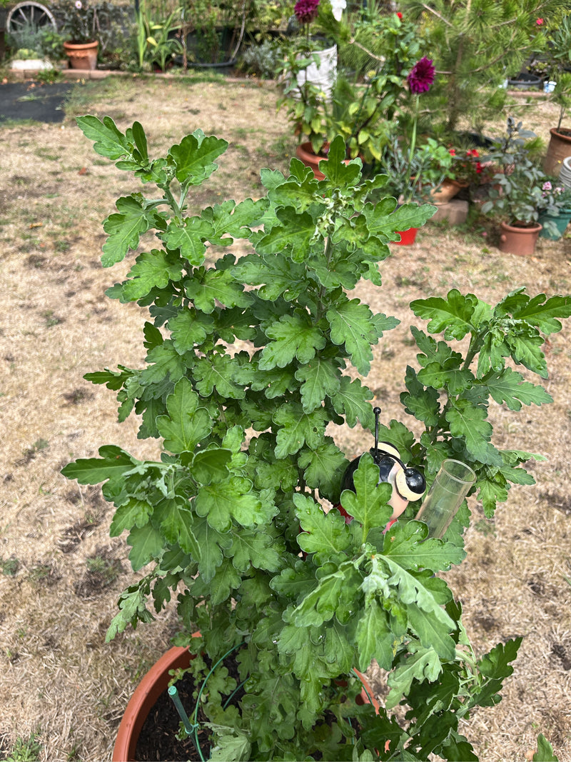 Garten-Chrysantheme — foto 1 di 1