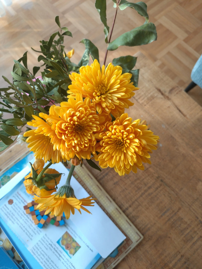 Crisantemo da giardino — Bild 2