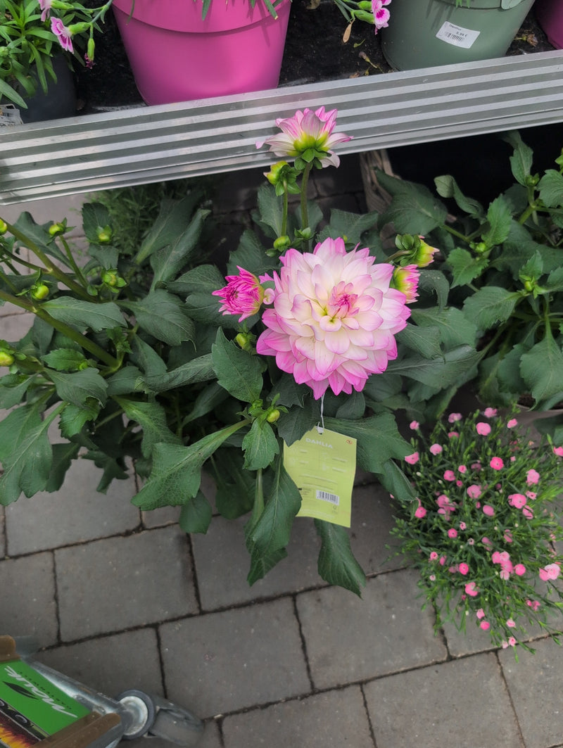 Dalia da giardino — Bild 2