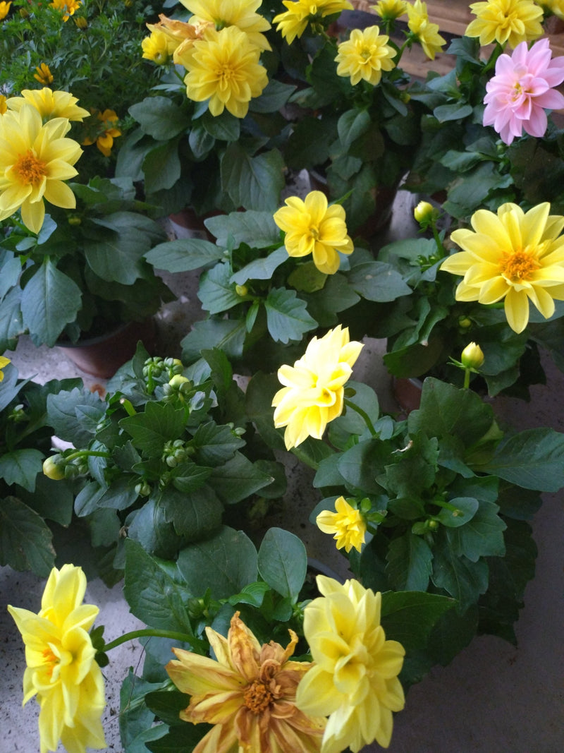 Dalia da giardino — Bild 1