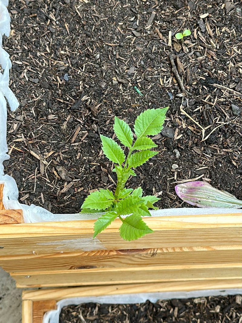 Si vede una giovane dalhia da giardino che cresce nella terra scura di un orto rialzato. Le foglie verde chiaro pennate della pianta sono chiaramente visibil...