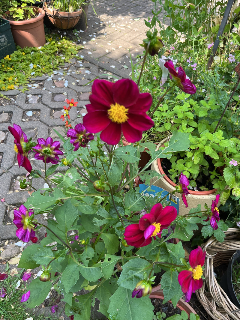 L'immagine mostra una dalia da giardino in fiore con petali rosso porpora vivaci e un centro giallo. La pianta si trova in un vaso in giardino.