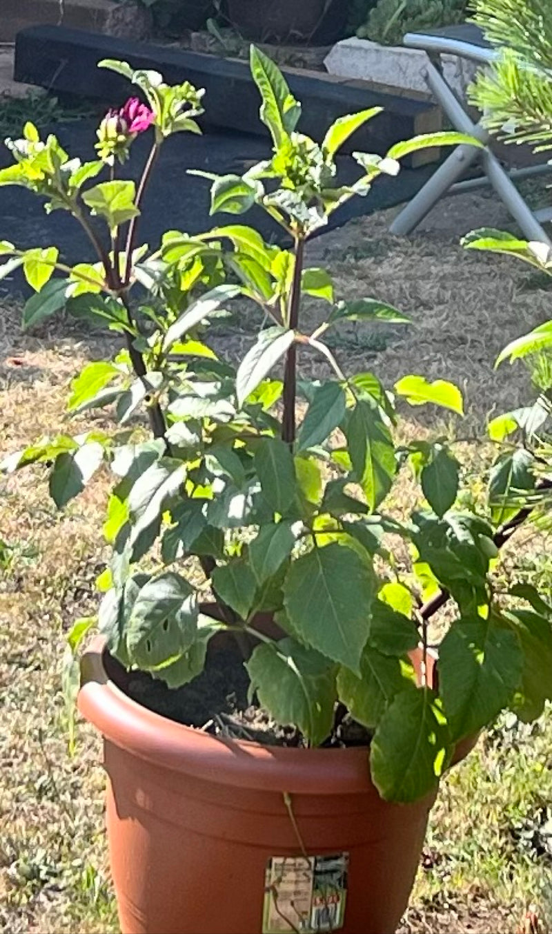 Una giovane dallia da giardino cresce in un vaso da fiori marrone all'aperto. I primi boccioli sono già visibili sui germogli.
