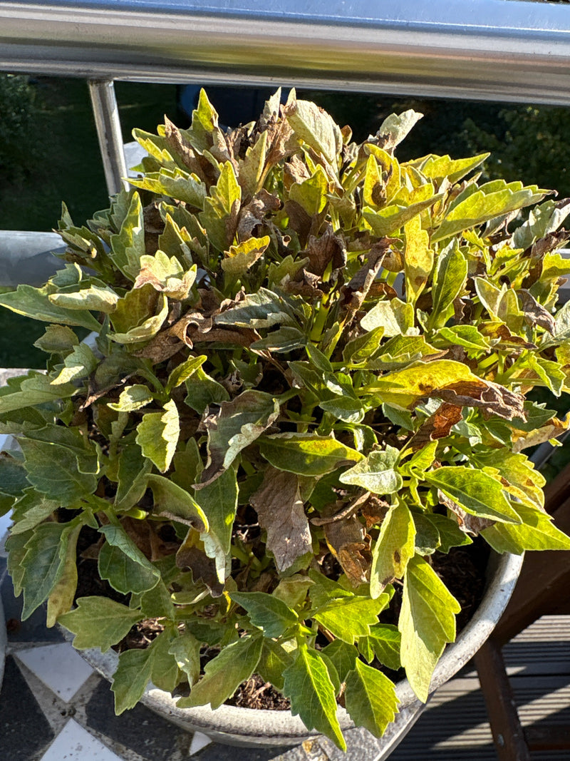 Una dalia in vaso con foglie dense e in parte appassite si trova su un balcone.