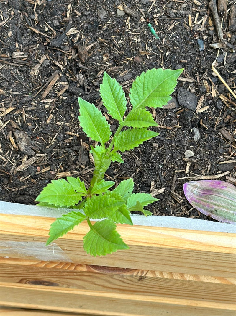 Una giovane dallia cresce con fresche foglie verdi da un terreno da giardino scuro. Lo scatto mostra la pianta dall'alto nel suo ambiente naturale.