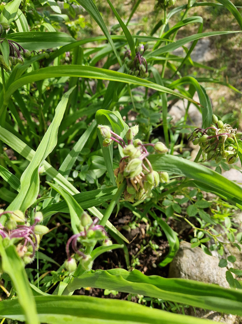 Ragnatela da giardino — Bild 1