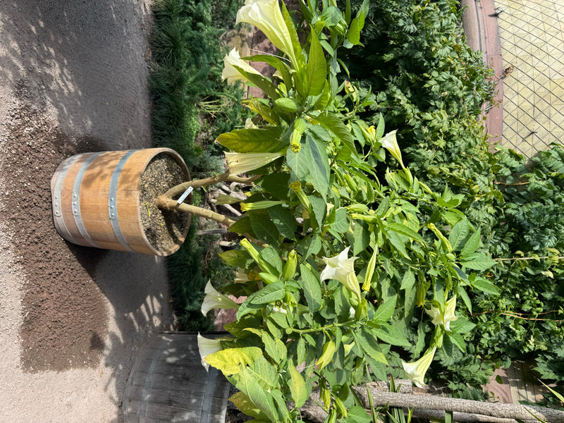 Garten-Engelstrompete — foto 1 di 4