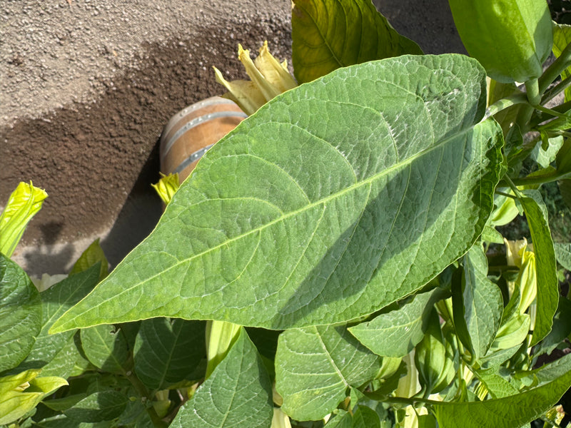Garten-Engelstrompete — foto 4 di 4