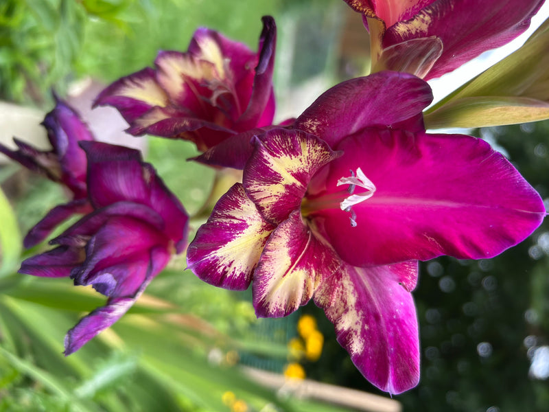 Gladiolo da giardino — Bild 1