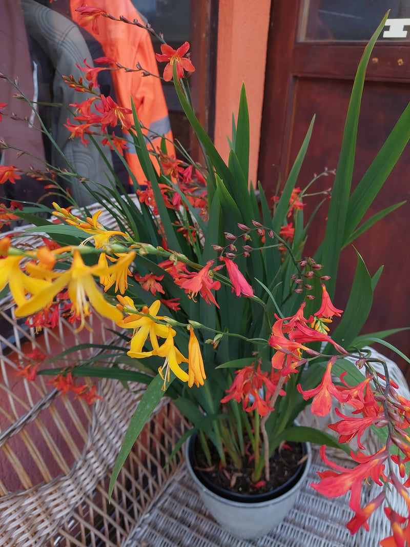 Giardino Montbretia — foto 2 di 3