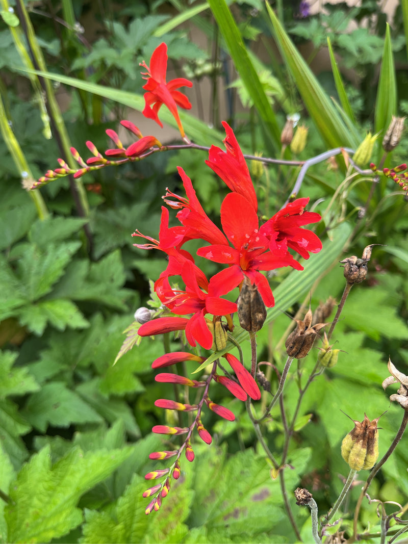 Giardino Montbretia — foto 3 di 3
