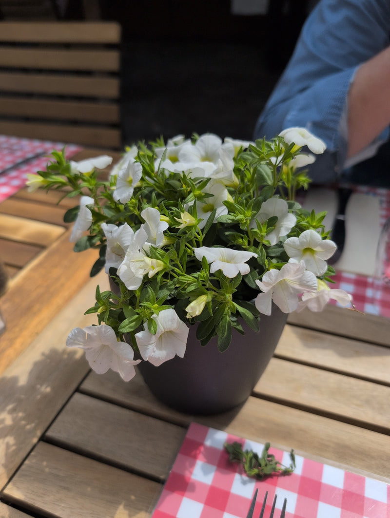 Petunia da giardino — Bild 3