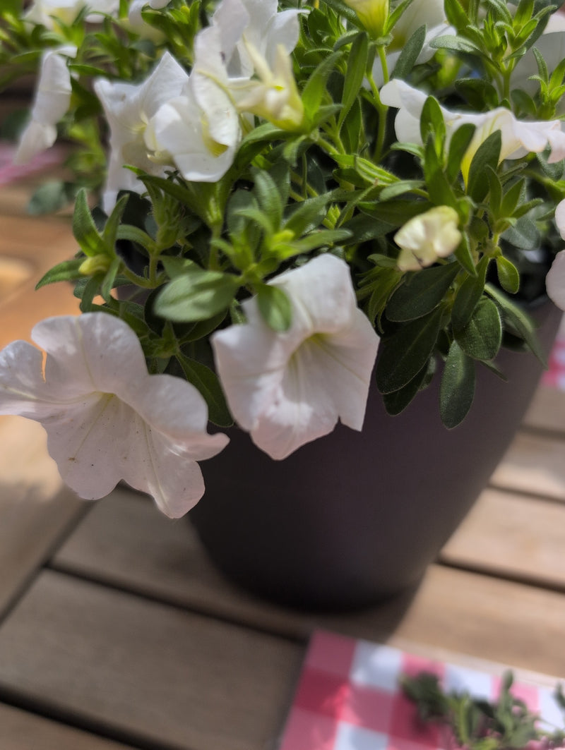 Petunia da giardino — Bild 2