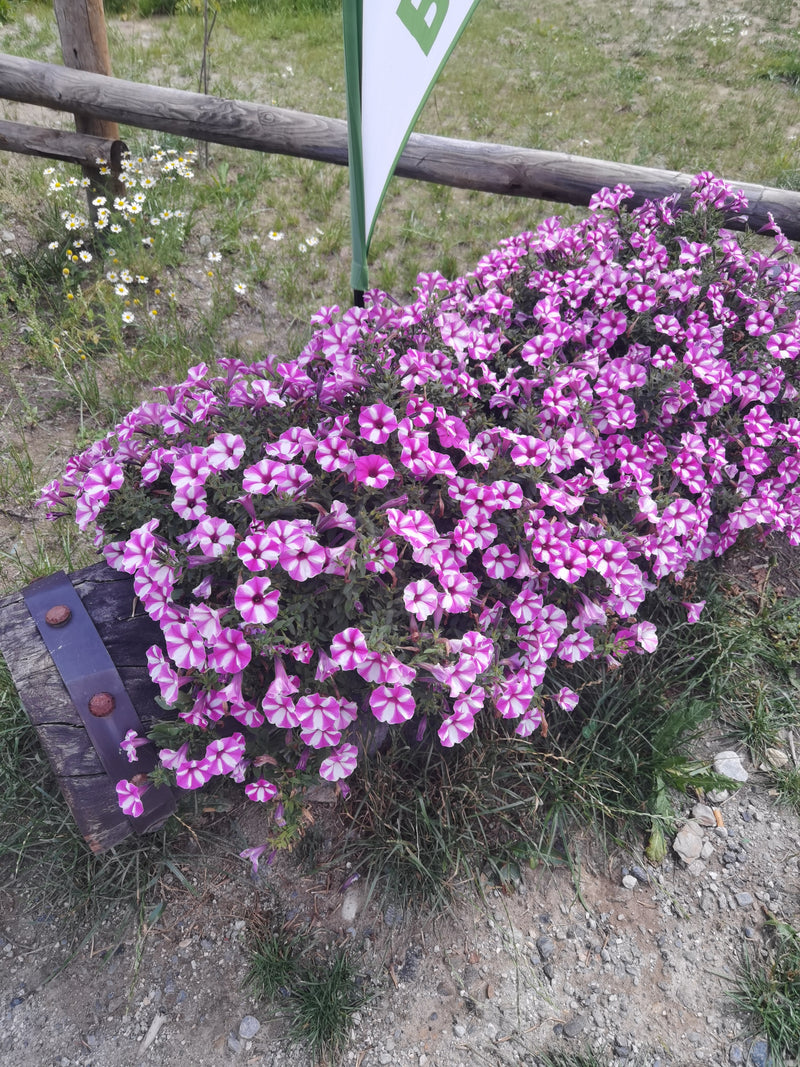 Si vede una petunia da giardino in fiore con fiori caratteristicamente striati. Cresce in una fioriera di legno all'aperto.