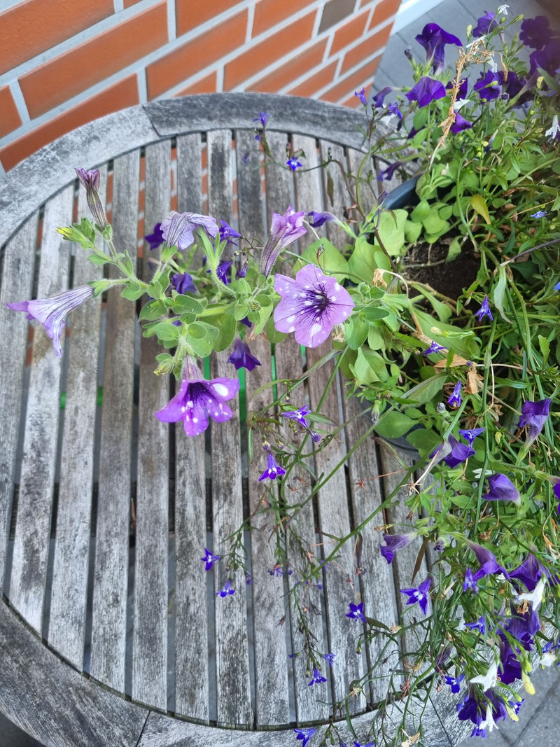 Si vede una petunia da giardino fiorita in un vaso su un tavolo di legno. La pianta mostra fiori viola e foglie verdi.