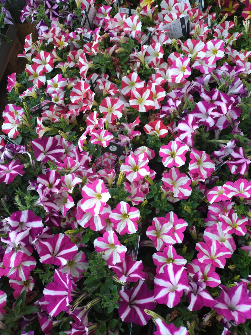 Petunia da giardino — Bild 1