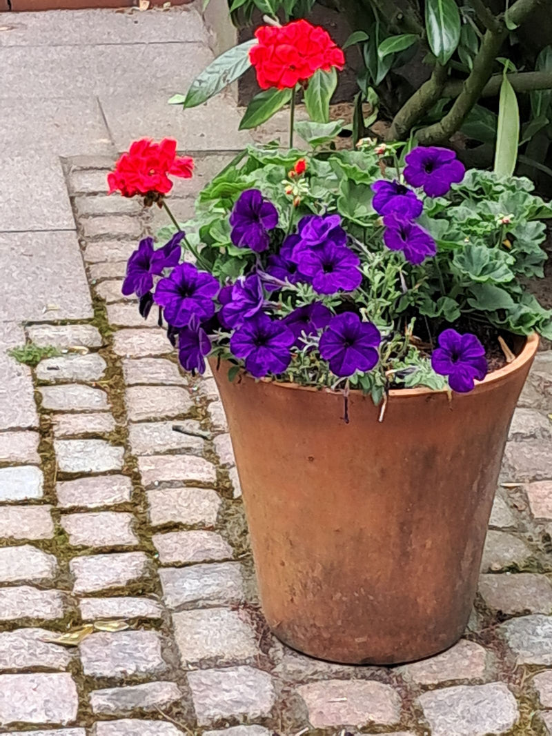 Petunie da giardino con fiori viola vistosi fioriscono in un vaso di terracotta su ciottoli. Accanto sono visibili anche fiori rossi.