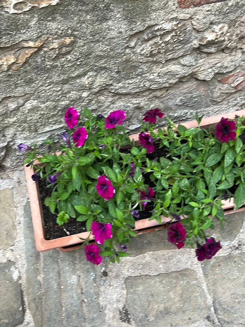 L'immagine mostra una petunia da giardino in una fioriera allungata. La pianta presenta numerosi fiori viola vivaci e fogliame verde.