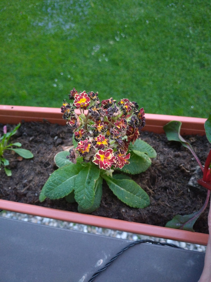 Primula da giardino — Bild 1