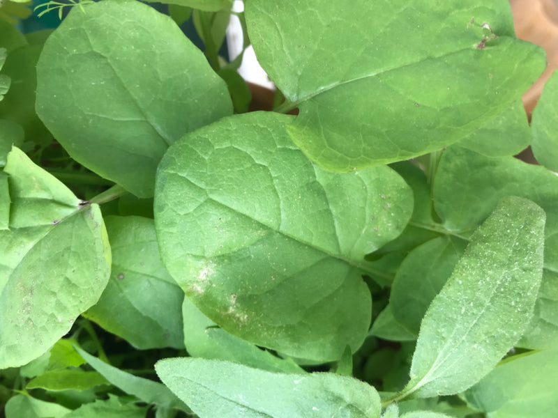 Garten-Rettich — Bild 1