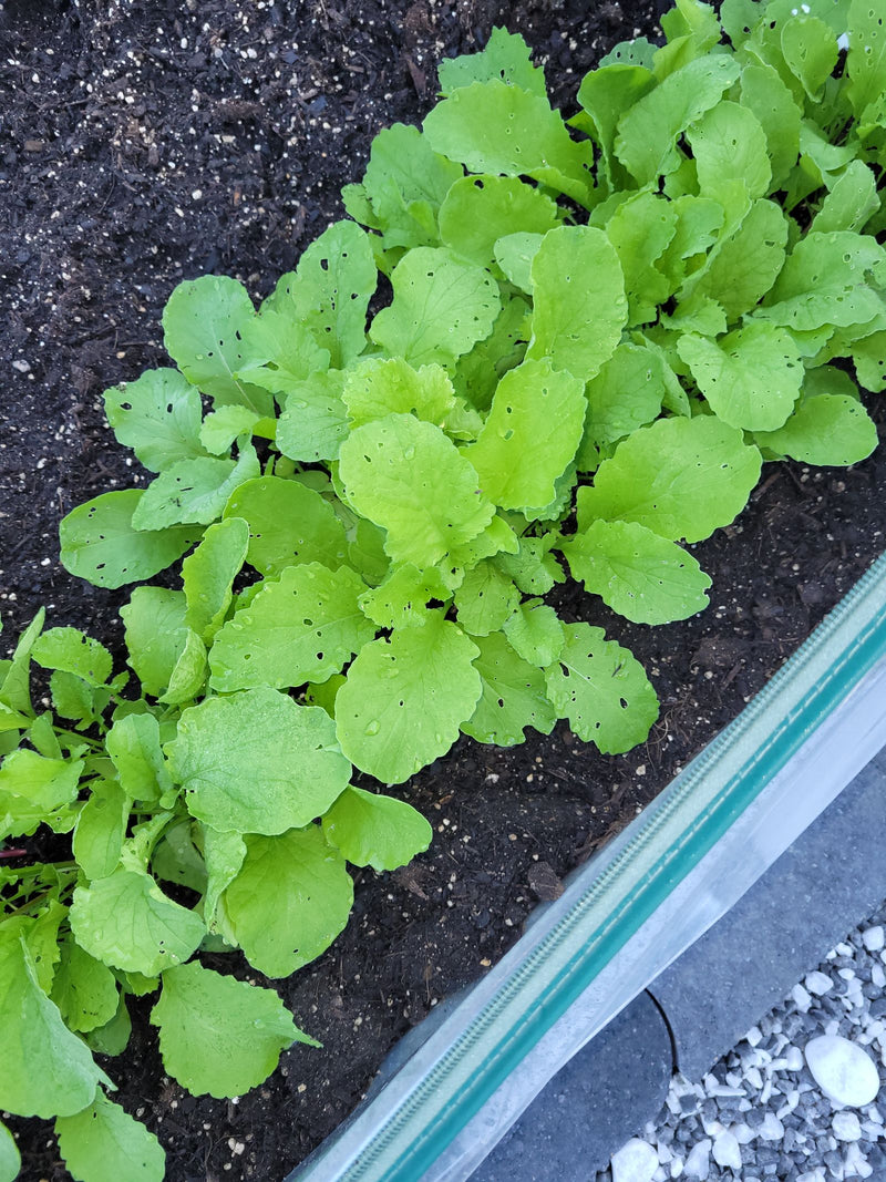 Giovani piante di ravanello crescono fitte nel terreno scuro di un'aiuola. Le foglie verdi mostrano alcuni piccoli fori dovuti a insetti.