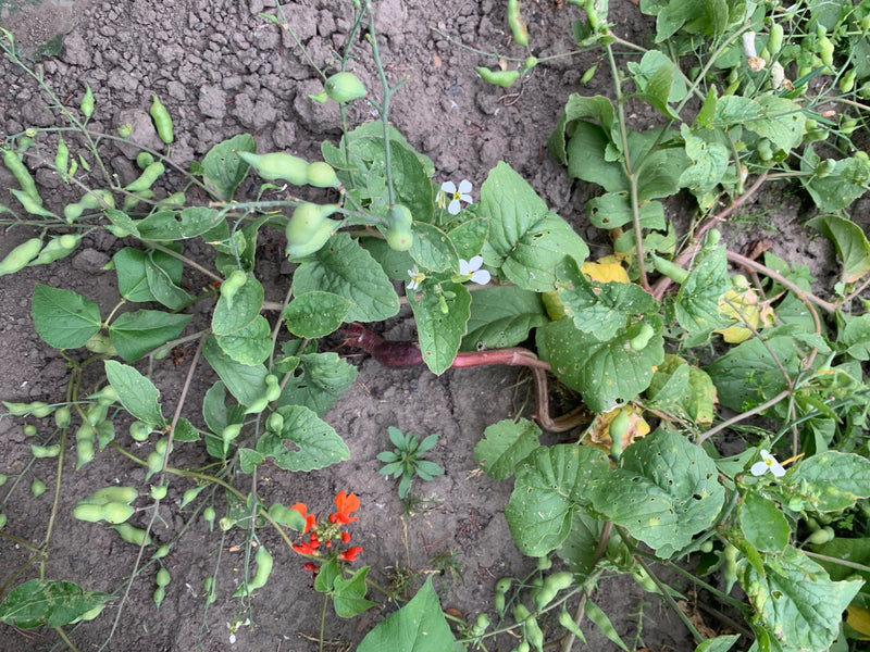 L'immagine mostra una pianta di ravanello in fiore con foglie verdi e baccelli visti dall'alto. Cresce su terreno da giardino aperto.