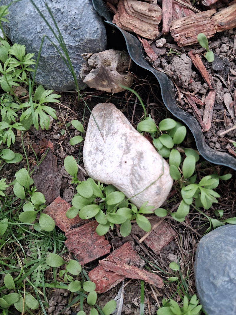 Numerose giovani piantine di speronella laciniata crescono tra corteccia pacciamante e sassi nel terreno del giardino.