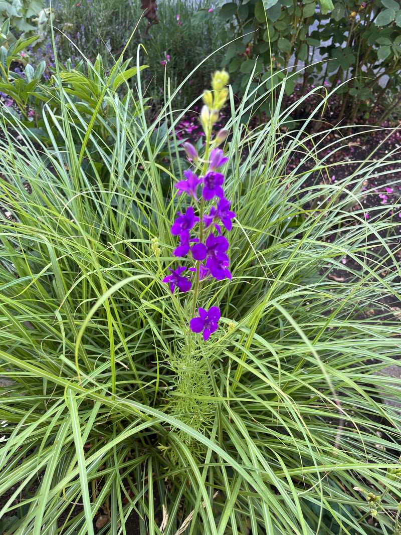 Delfinio da giardino — foto 1 di 4