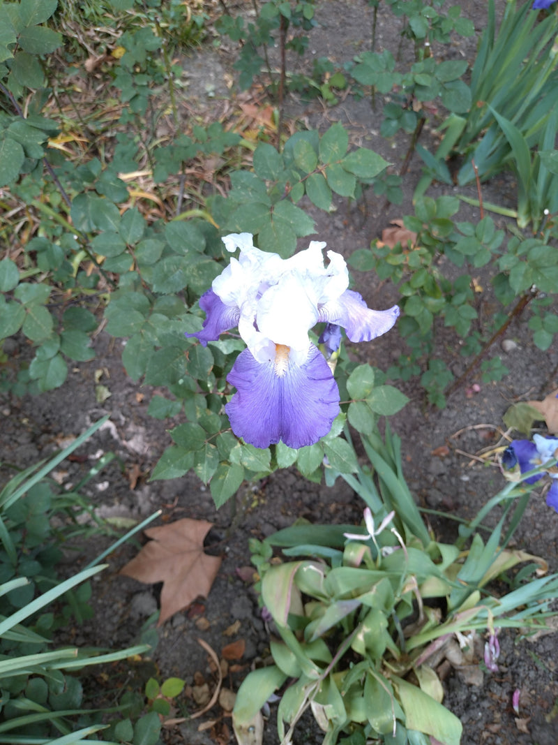 Si vede un'Iris germanica in fiore con petpoli blu e bianchi in un'aiuola del giardino. Lo scatto mostra il fiore dall'alto su uno sfondo di terra e vegetazi...