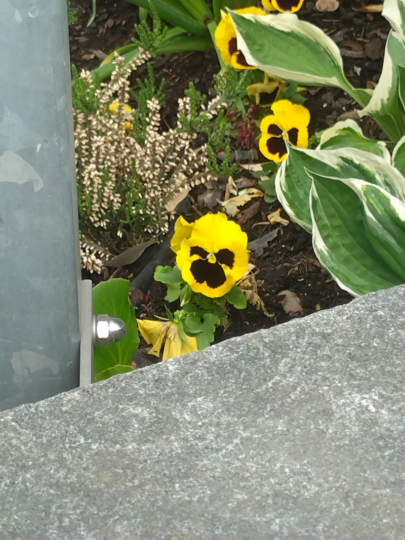 Viole del pensiero da giardino — Bild 2