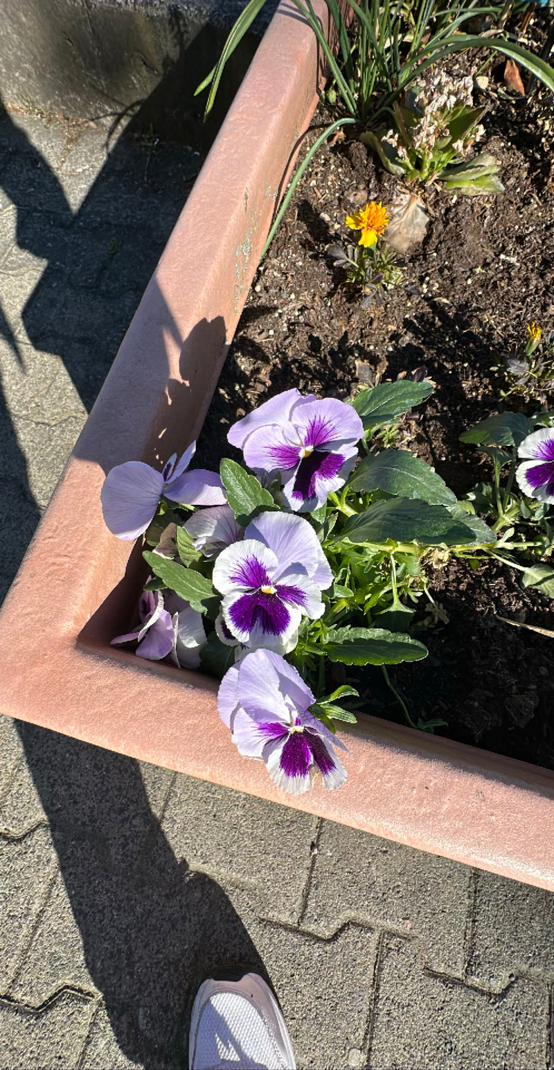 Viole del pensiero da giardino — Bild 1