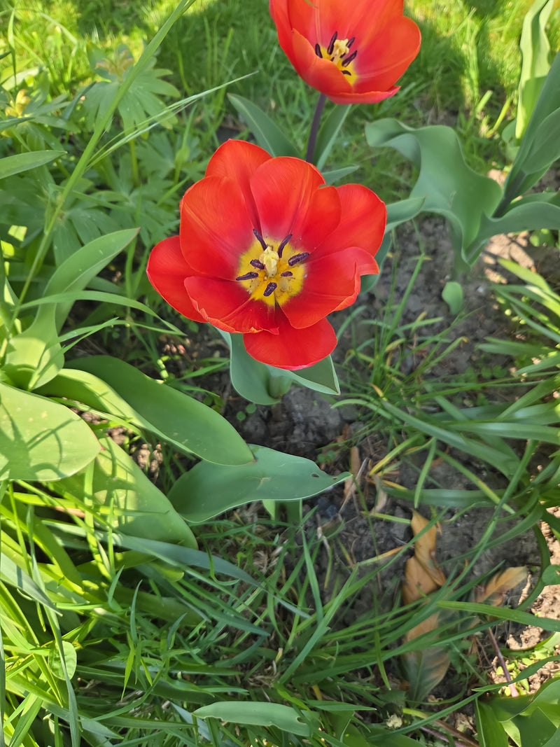 Tulipano da giardino — Bild 3