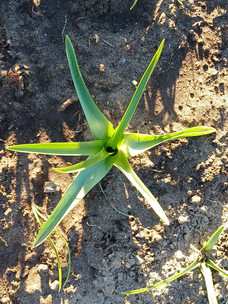 Si vede un giovane tulipano da giardino visto dall'alto, con le sue foglie verdi che crescono a forma di stella sul terreno nudo.