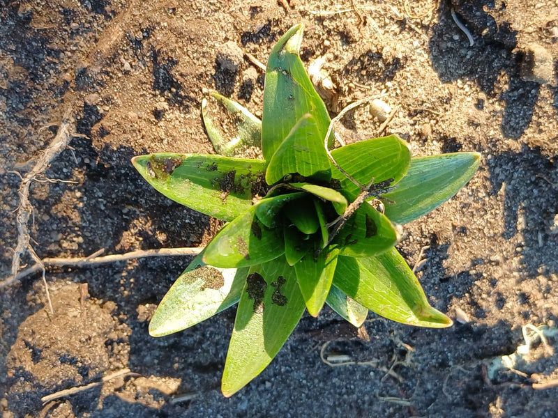 La foto mostra un giovane tulipano da giardino visto dall'alto, che cresce in un terreno sabbioso. Le foglie verdi sono disposte a rosetta.
