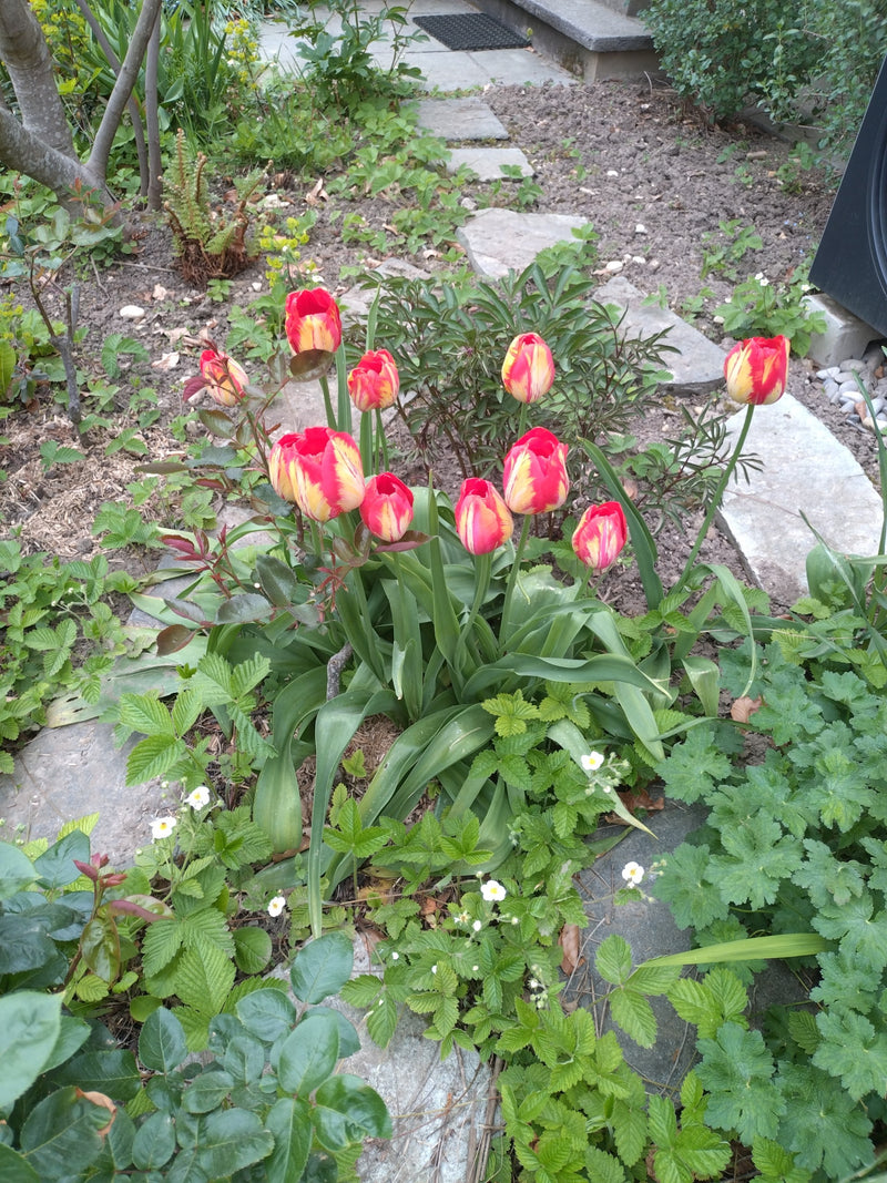 Diversi tulipani da giardino con petali rossi e gialli si trovano in un'aiuola tra altre piante.