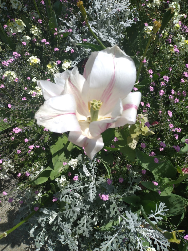 È visibile un tulipano da giardino bianco aperto con striature rosa. Il fiore si trova al centro di un'aiuola colorata.