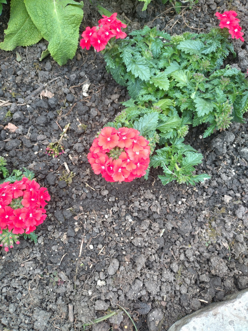 Verbena da giardino — Bild 1
