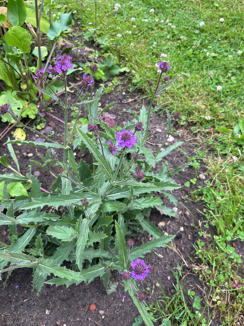 L'immagine mostra una verbena da giardino in fiore con infiorescenze viola. La pianta cresce in un'aiuola con terra scura.